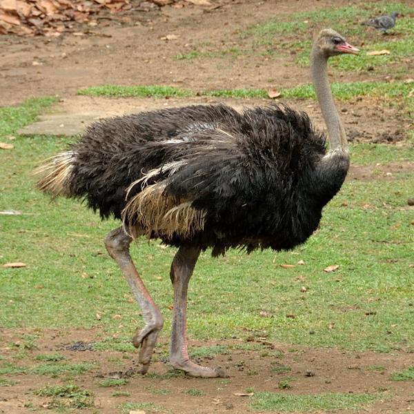 <h3><a href="/trips/salesopolis-2014/biota/animalia/chordata/aves/002 struthioniformes/001 struthionidae/struthio camelus/struthio camelus-nl.html">Struthio&nbsp;camelus</a> / Common&nbsp;ostrich / Struisvogel</h3><p>Een foto genomen in de dierentuin van Sao Paulo. </p>NIKON D7100 met AF-S DX VR Zoom-Nikkor 18-200mm f/3.5-5.6G IF-ED [II], 1/320 sec  bij F5.6, ISO 500, afstand 21.1&nbsp;m